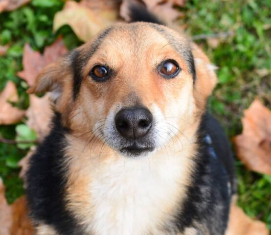 Pelubi: cane dall’indole sbarazzina attende la sua nuova famiglia