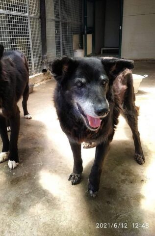 Penny, la cagnolina che da 13 anni si trova in rifugio cerca una famiglia