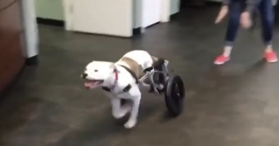 cagnolino paralizzato con carrellino