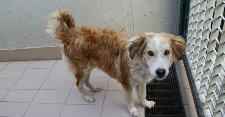 cagnolino dal pelo bianco e marrone