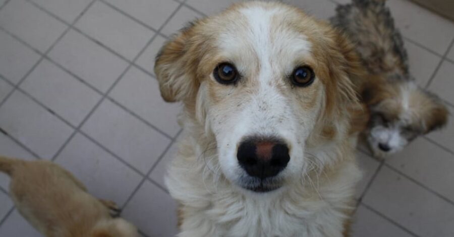 cagnolino su due zampe