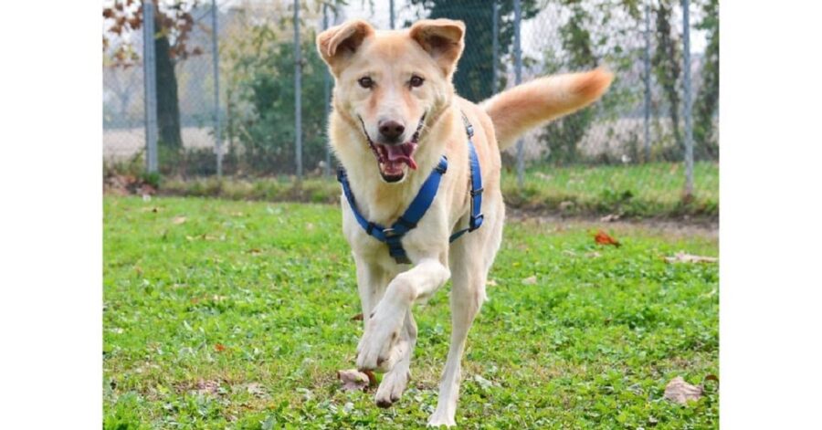 cane che corre sul prato