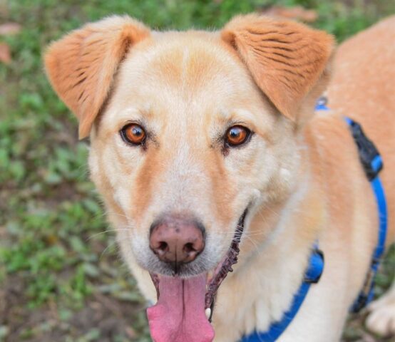 Quantró, cagnolino alla ricerca di una famiglia con una grande pazienza