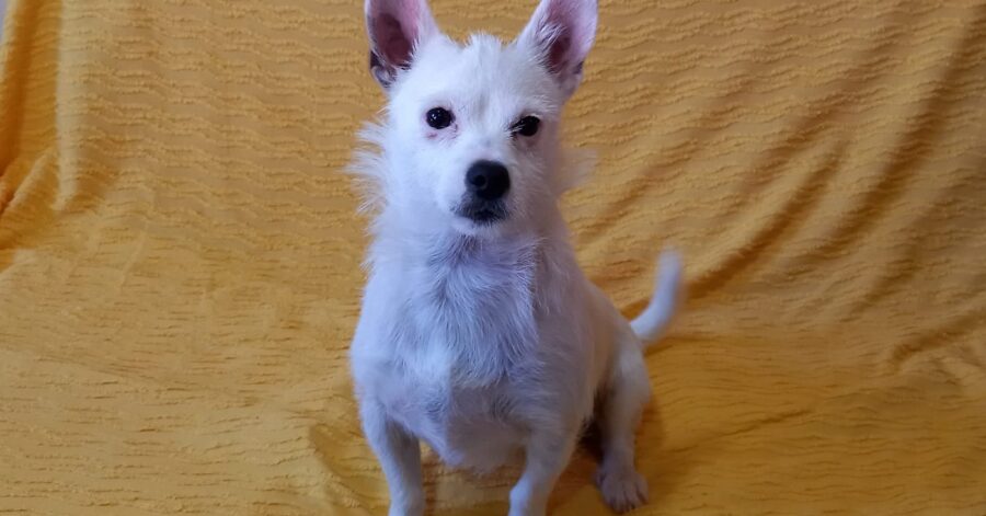 cane dal pelo bianco e naso nero