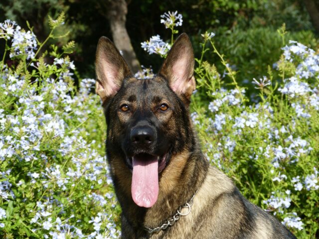 Riggs, il cane poliziotto che ha fermato un assassino ed è sopravvissuto a un colpo di pistola