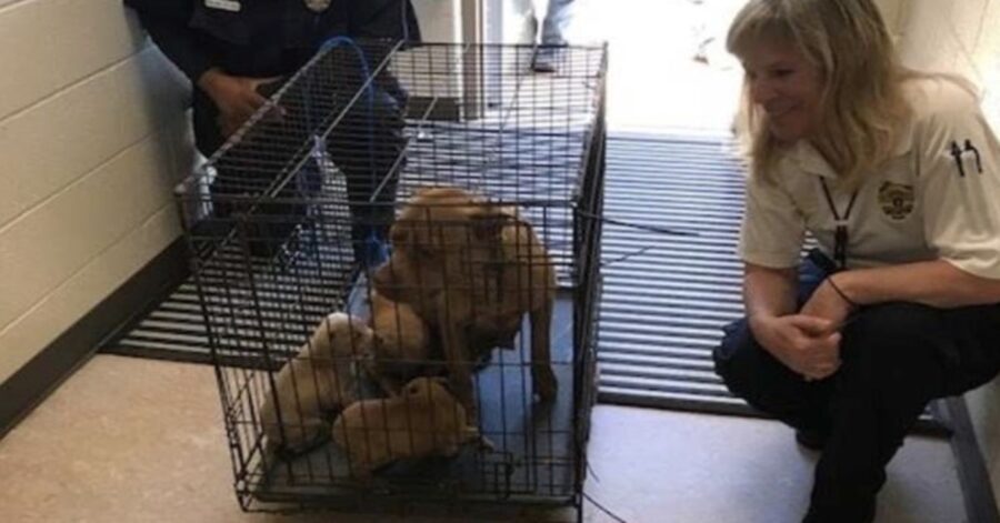 mamma cane e cuccioli in gabbia