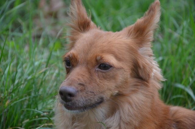 Due uomini camminano un giorno intero per aiutare Sandy, un cane con le zampe amputate