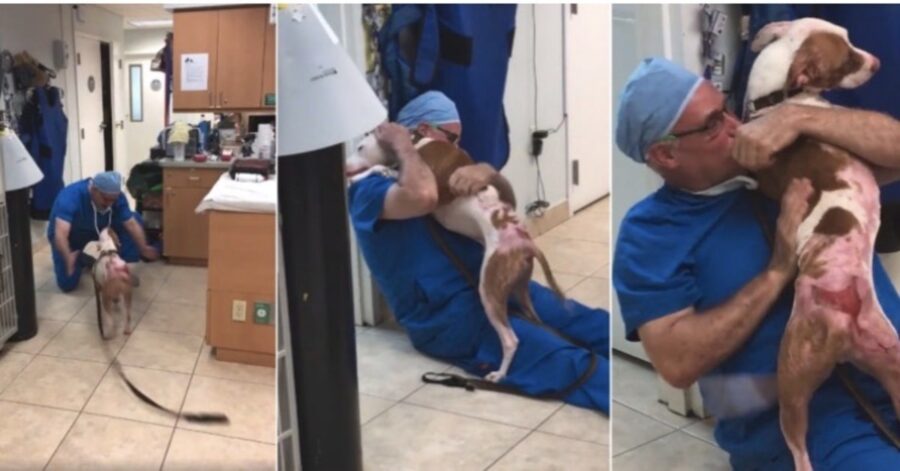 cane riconoscente abbraccia veterinario