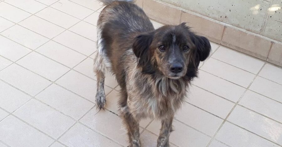 cagnolino di taglia medio contenuta