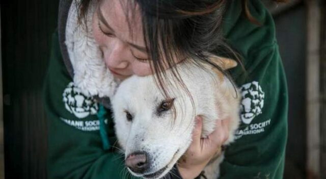 In Sud Corea il governo valuterà il divieto di consumare carne di cane