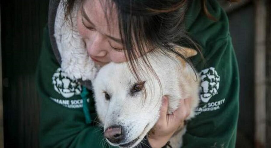 in sud corea divieto di mangiare cani