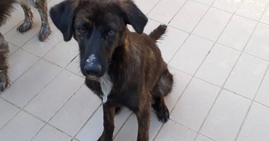 cagnolina seduta nella sala del canile