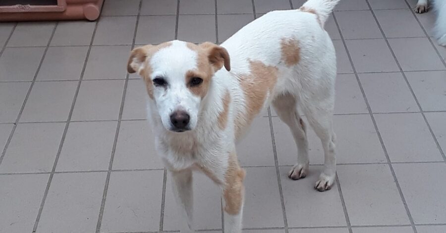 cagnolina dal pelo bianco e marrone