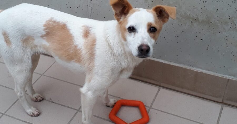 cagnolina con un gioco davanti