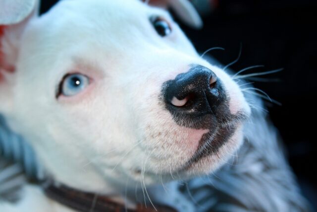 Thor, il cane paralizzato e abbandonato che ora è felice (VIDEO)