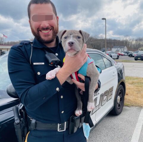 Thor, il cucciolo di Pitbull adottato dal poliziotto che lo ha salvato