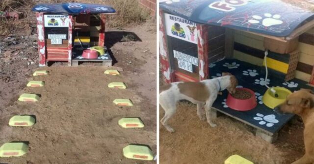 Uomo costruisce il primo ristorante per cani randagi aperto 24 h