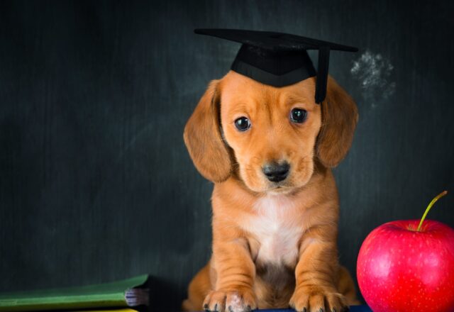 5 accessori per la scuola con i cani, i più cool da portare in classe