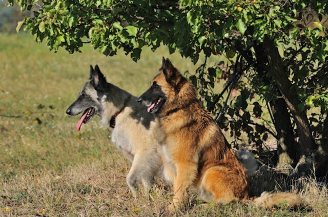 Un “adesivo per ogni cucciolo di cane”: nuova campagna sociale, cancellata dopo dieci minuti