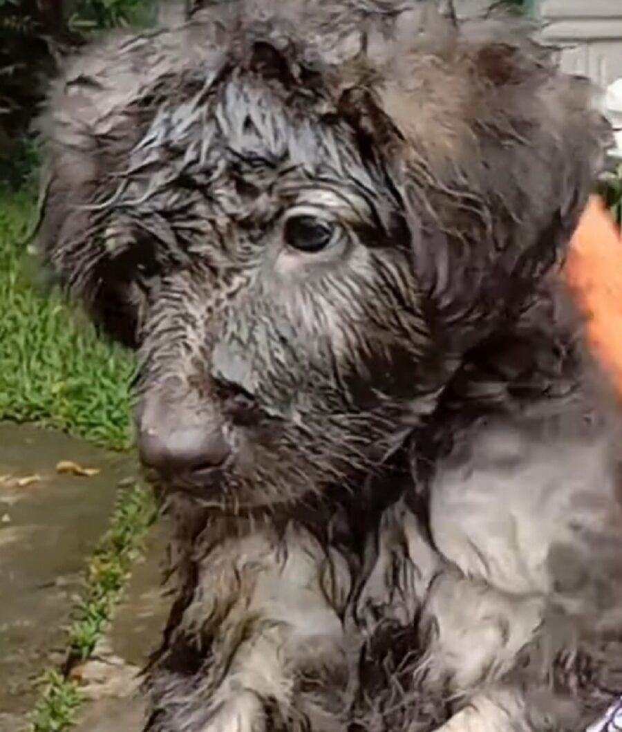 adorabile cagnolino fa il bagnetto