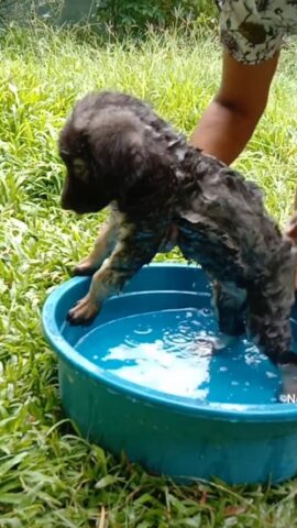 adorabile cagnolino fa il bagnetto per la prima volta