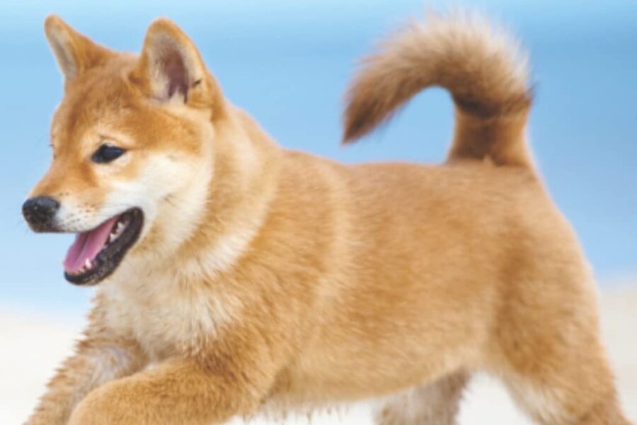 cane shiba inu