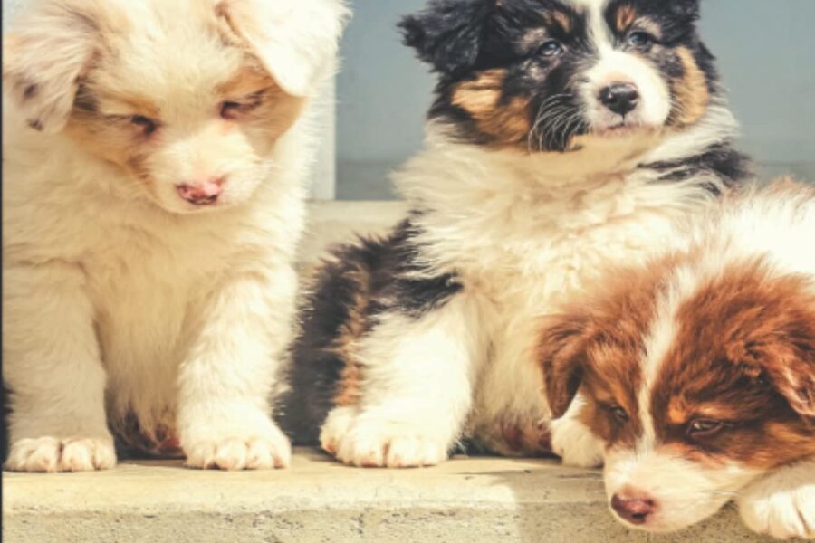 cuccioli di cane fratelli