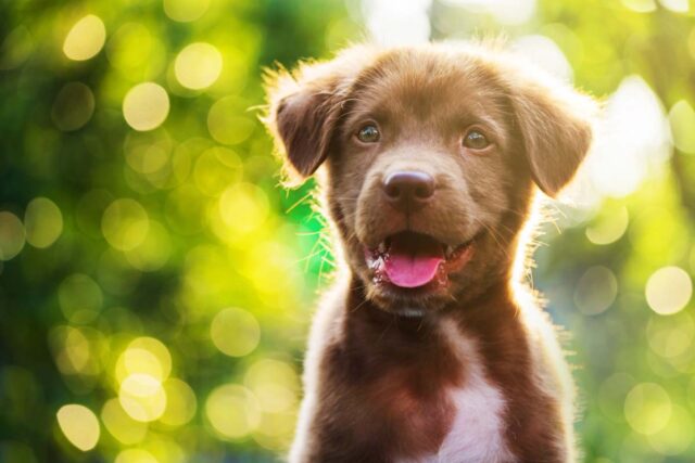 5 agende 2022 con i cuccioli di cane, per avere Fido sempre con noi