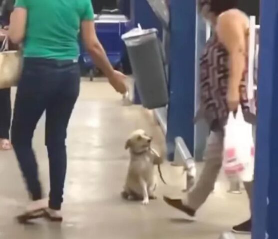 La dolce cagnolina saluta gli acquirenti fuori dal supermercato: ecco la storia