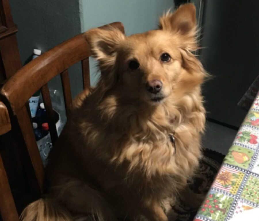 cagnolina bel seduta su sedia