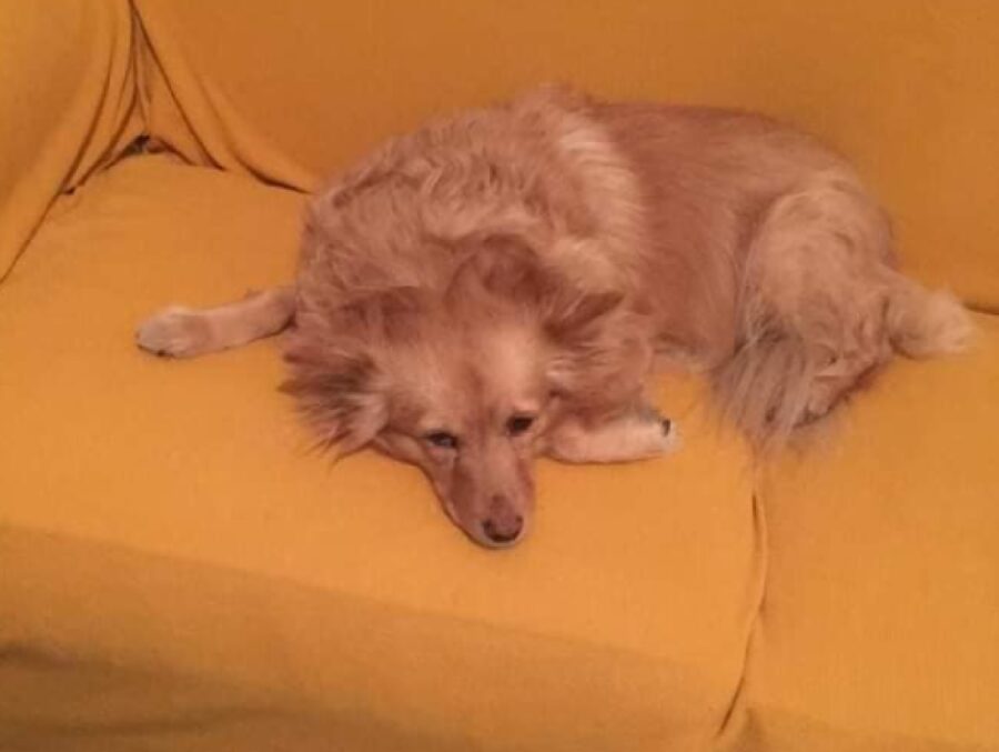 cane sdraiato sul divano