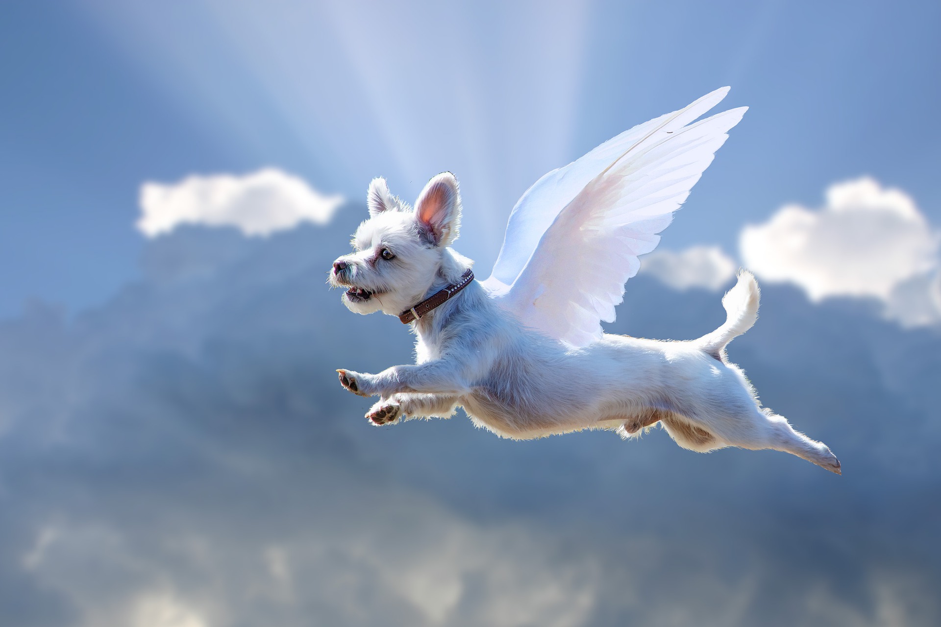 My dog can fly. Летающая собака. Собака ангел. Собака летит. Собачка с крыльями.