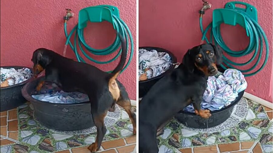 cagnolino lava a mano i panni