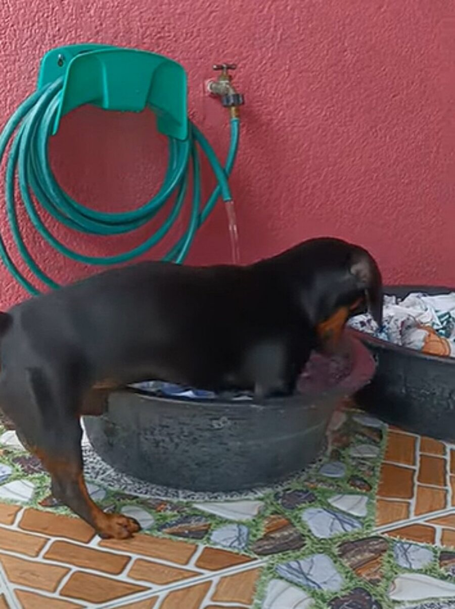 cagnolino lava a mano i panni