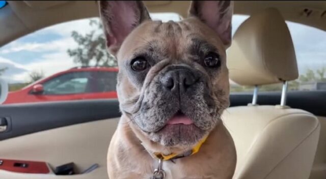 Bellissimo cagnolino va al parco per la prima volta (VIDEO)