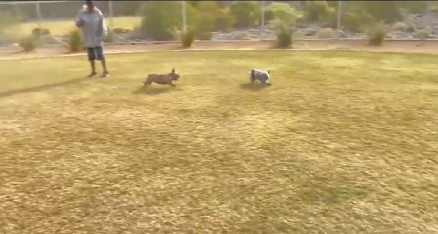 bellissimo cagnolino va al parco per la prima volta