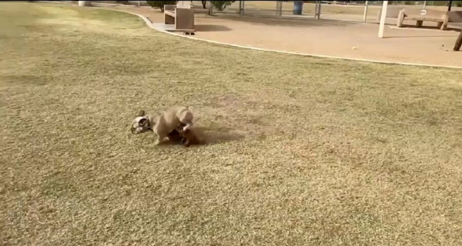 video di un bellissimo cagnolino