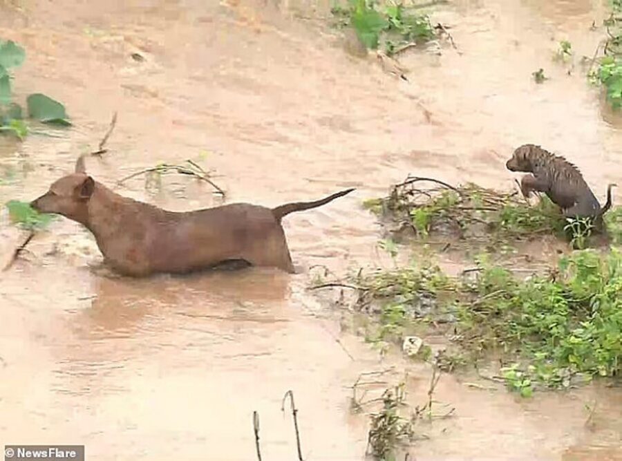 cane salvato da un alluvione