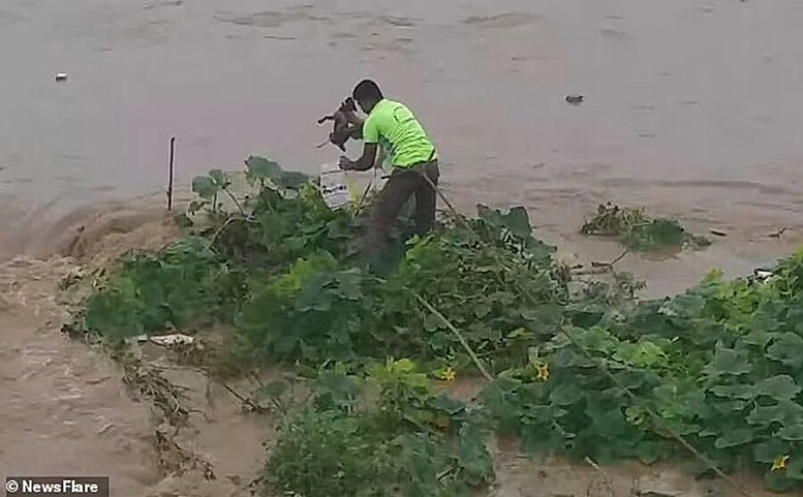 cane salvato da un alluvione