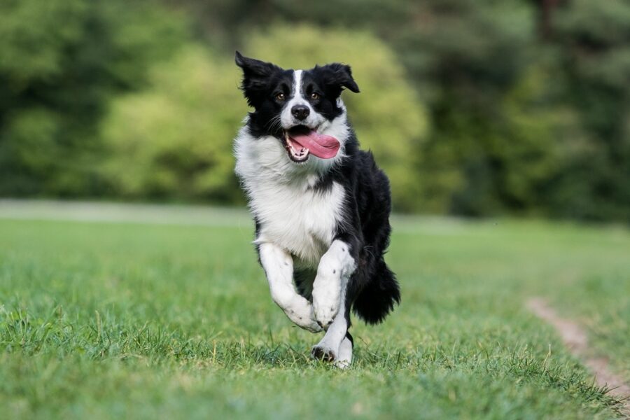 cane affidato a ex congiunti