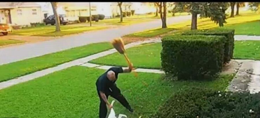 cane picchiato brutalmente con una scopa