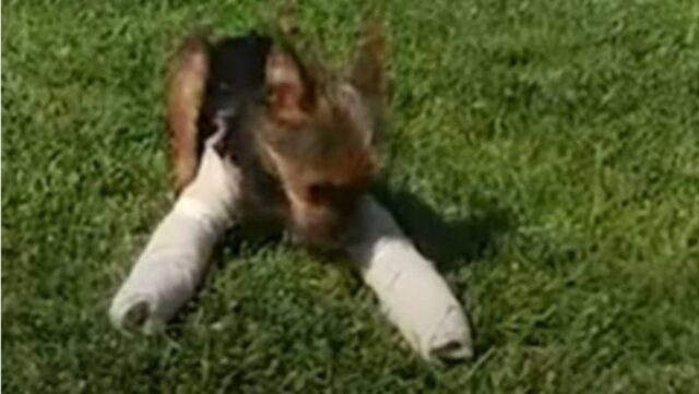 Cucciolo di cane abbandonato ma aveva le zampe fratturate