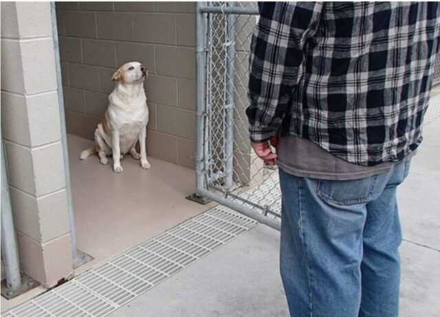 Cucciolo di cane senza emozioni finalmente sorride