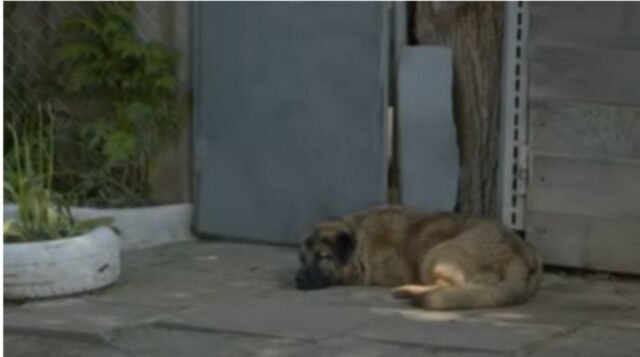 Cucciolo di cane abbandonato a causa della sua innata gentilezza
