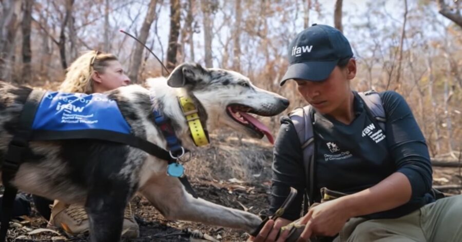 cane soccorritore di Koala con padrona