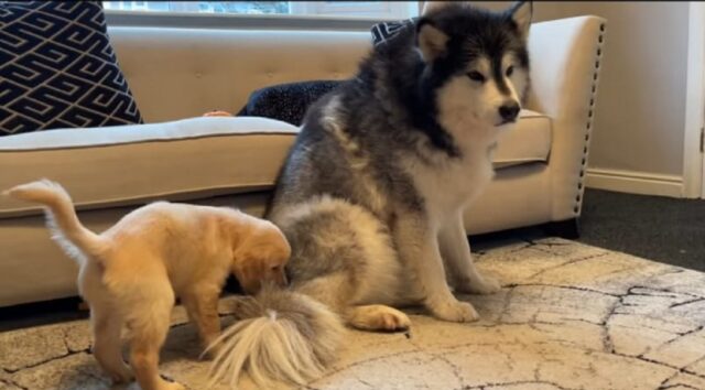cane niko incontra un cucciolo