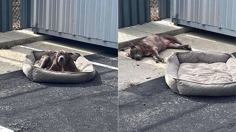 pitbull anziano trovato in un parcheggio
