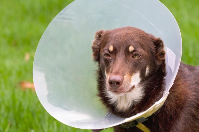 3 cose da non fare assolutamente se il cane porta il collare elisabettiano