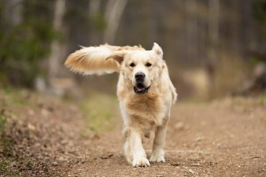 cane da terapia escluso ad un matrimonio