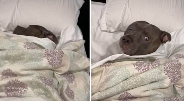 Il cane dorme nel letto proprio come una persona e si arrabbia quando viene svegliato
